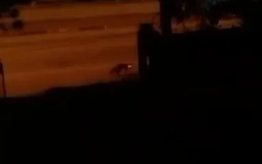 Ev sahibi tilkiyi köpeklerden korudu