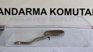 Evde pitonla yakalandılar