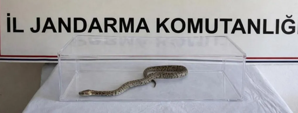 Evde pitonla yakalandılar