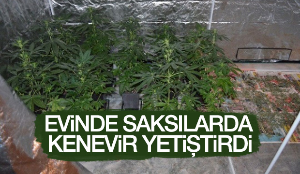 Evdeki Saksılarda Kenevir Yetiştirdi