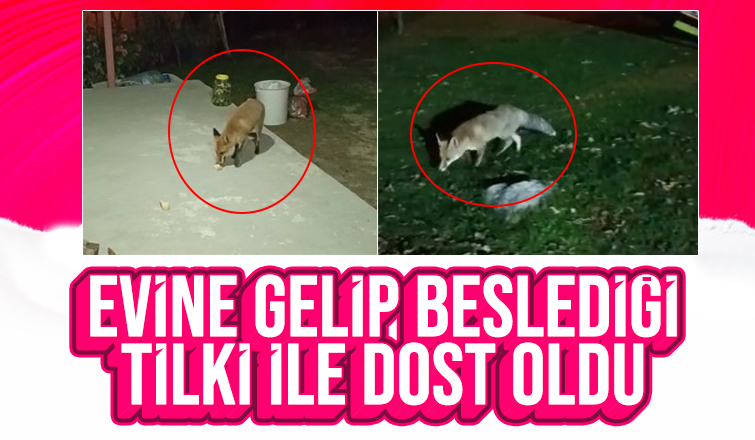 Evine gelen tilkiyi her gün besliyor