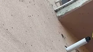Evleri istila ettiler; Kahverengi kokarcalar evleri sardı