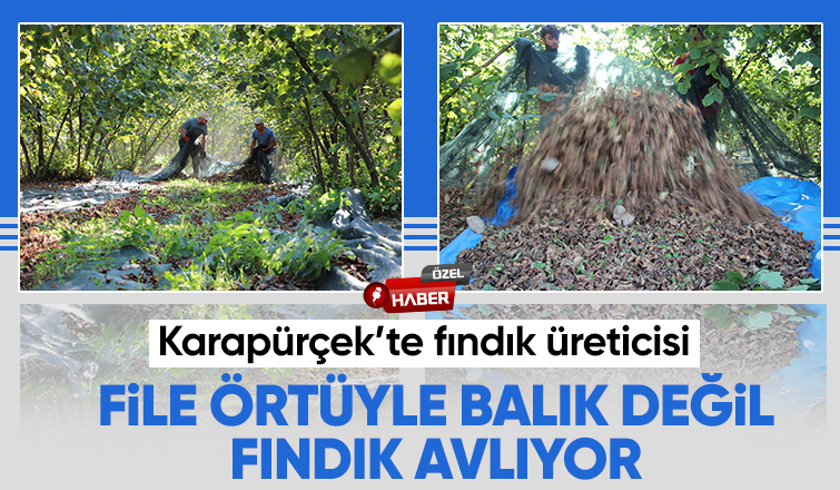 File örtüyle yapılan fındık hasadında maliyet düştü