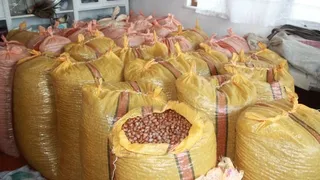 Fındığı evde depoluyorlar; Beklentileri 500 lira