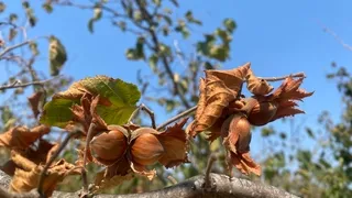 Fındığı kuraklık vurdu; Rekoltede büyük kayıp var