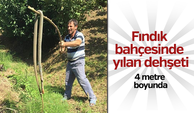 Fındık bahçesinde yılan dehşeti 4 metre boyunda
