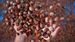 Fındık fiyatı haftaya nasıl başladı? İşte son durum