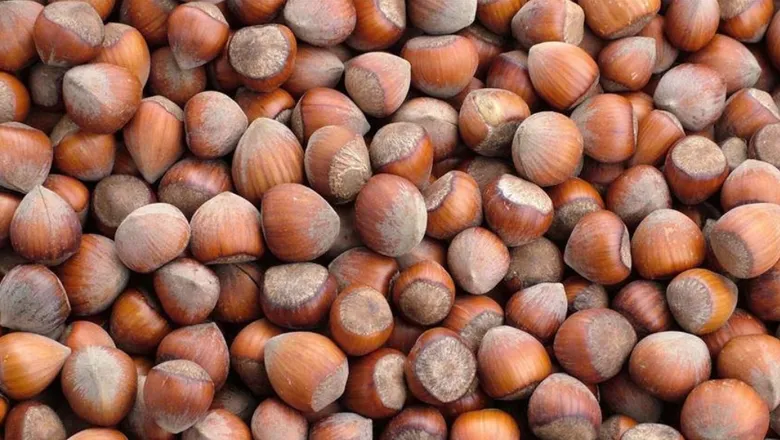 Fındık fiyatı haftaya nasıl başladı? İşte son rakamlar