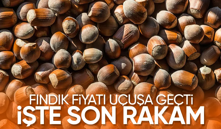 Fındık fiyatı rekor kırdı; İşte son durum