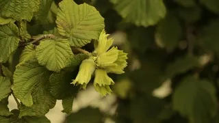 Fındık fiyatı rekor kırdı; İşte son durum