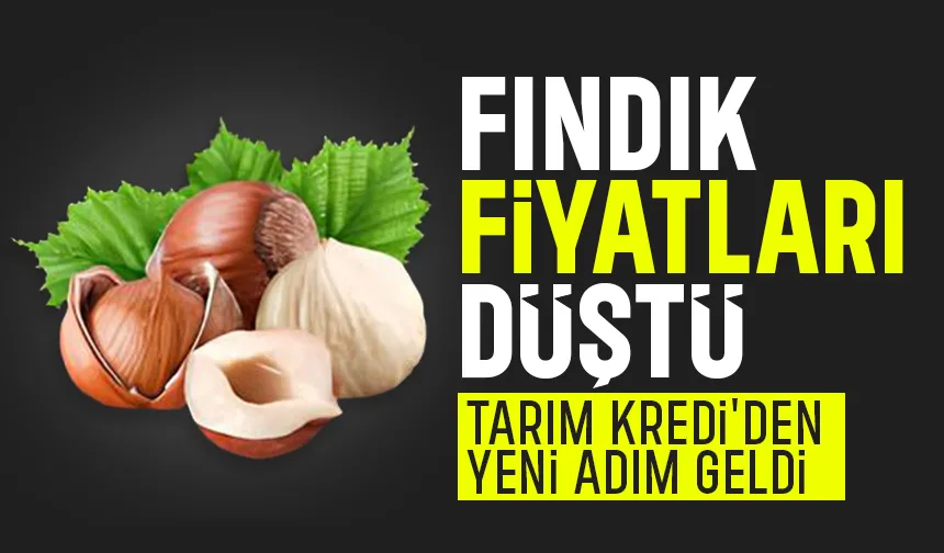 Fındık fiyatında şok düşüş; Tarım kredi fiyatı yükseltti!