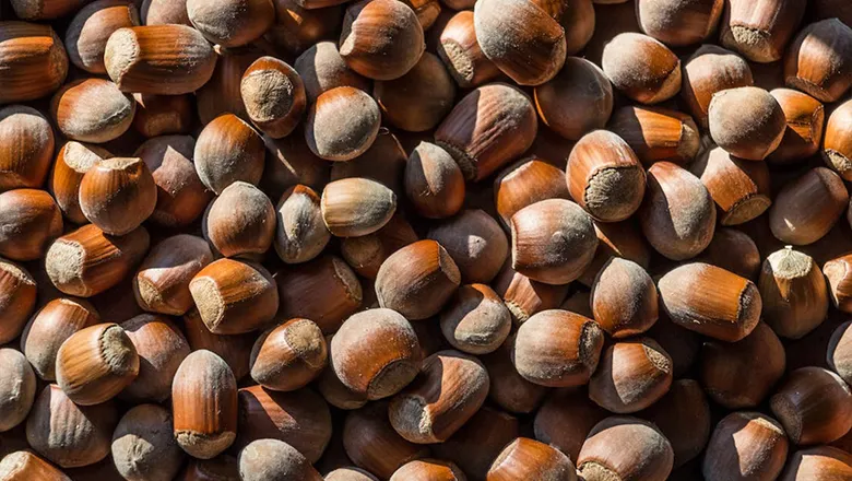 Fındık fiyatında yatay seyir; Haftaya bu fiyattan başla