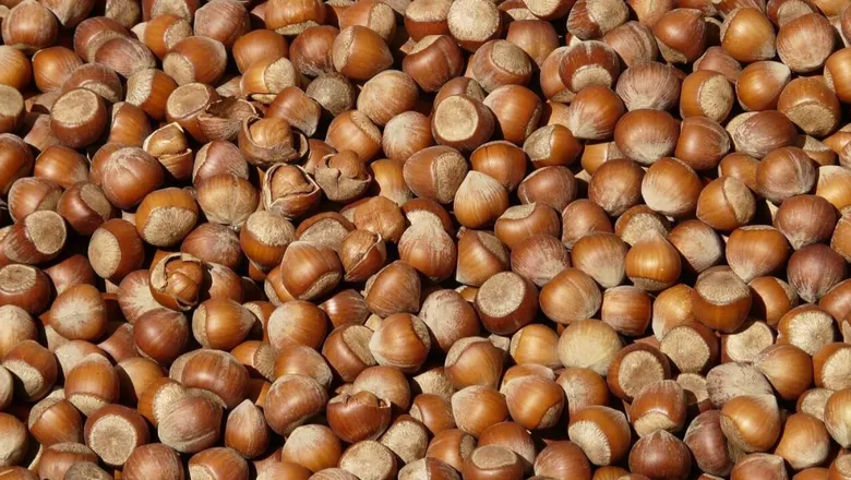 Fındık fiyatında yeni rekor! İşte son fiyatlar