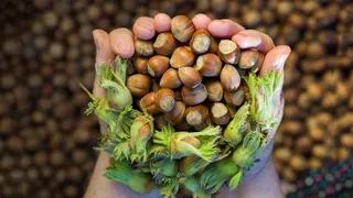 Fındık fiyatları tepetaklak