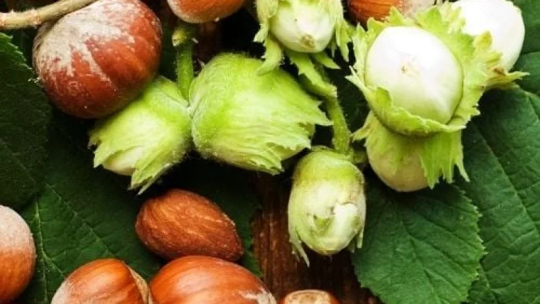 Fındık fiyatları yeni haftaya nasıl başladı? İşte son durum