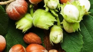 Fındık fiyatları yeni haftaya nasıl başladı? İşte son durum