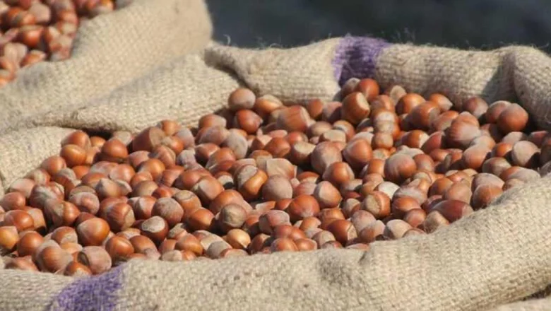 Fındık fiyatları yerinde sayıyor