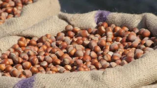 Fındık fiyatları yerinde sayıyor