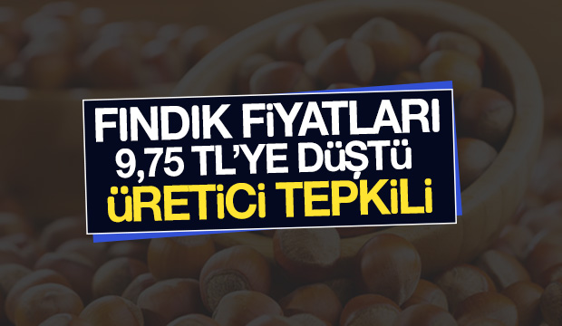 Fındık fiyatlarına Üretici Tepkili
