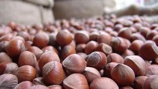 Fındık fiyatlarında düşüş devam ediyor