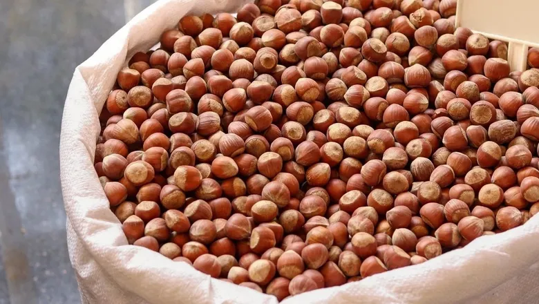 Fındık fiyatlarında düşüş devam ediyor