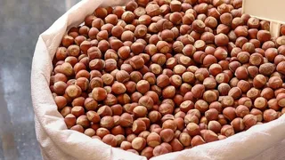 Fındık fiyatlarında düşüş sonrası son durum