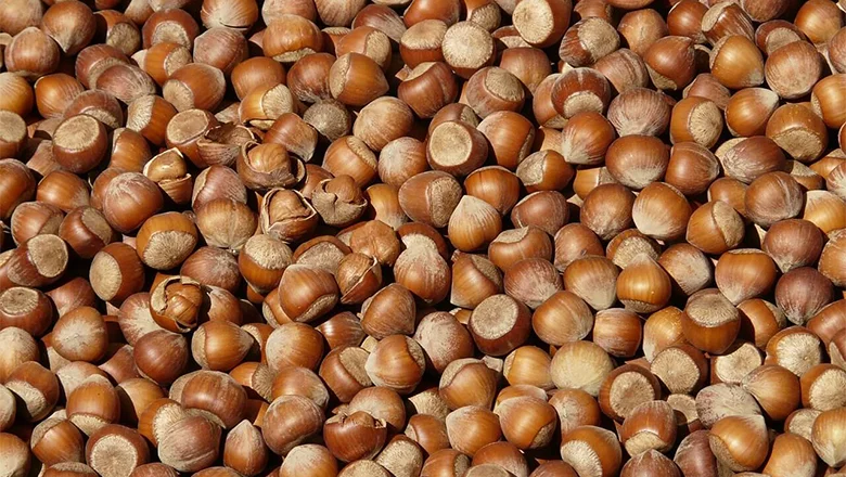 Fındık fiyatlarında son durum; Fındık fiyatları haftaya nasıl başladı?