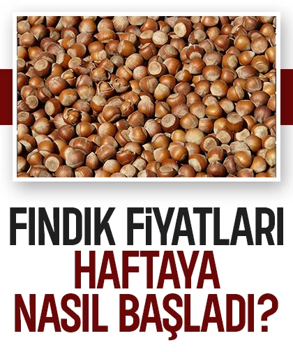 Fındık fiyatlarında son durum; Fındık fiyatları haftaya nasıl başladı?
