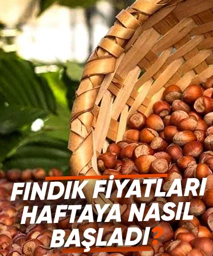 Fındık fiyatlarında son durum; Fındık fiyatları haftaya nasıl başladı?