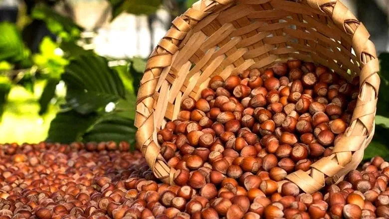 Fındık fiyatlarında son durum; Fındık fiyatları haftaya nasıl başladı?