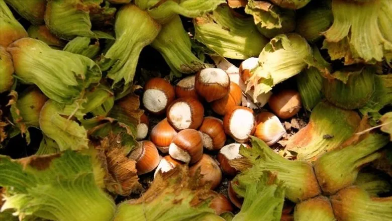 Fındık fiyatlarında son durum; Haftayı bu fiyattan kapattı