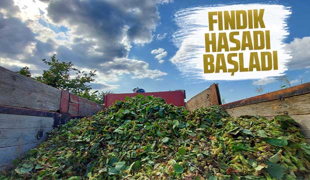 Fındık hasadı başladı