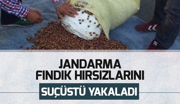 Fındık Hırsızlarını Jandarma Kıskıvrak Yakaladı