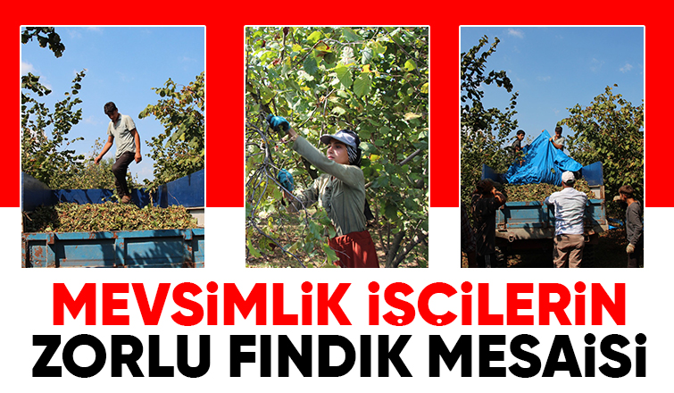 Fındık işçilerinin zorlu mesaisi