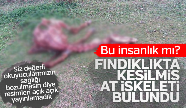 Karapürçek’te Kesilmiş At Bulundu