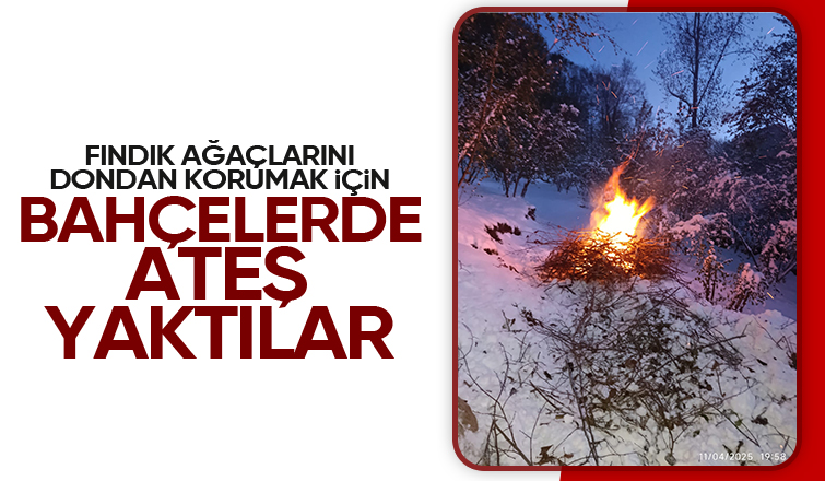 Fındık üreticinin zirai donla imtihanı