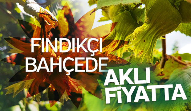 Fındıkçı bahçede aklı fiyatta
