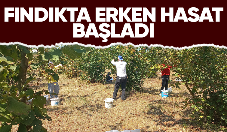 Fındıkçı hasada başladı