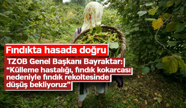 Fındıkta hasada doğru