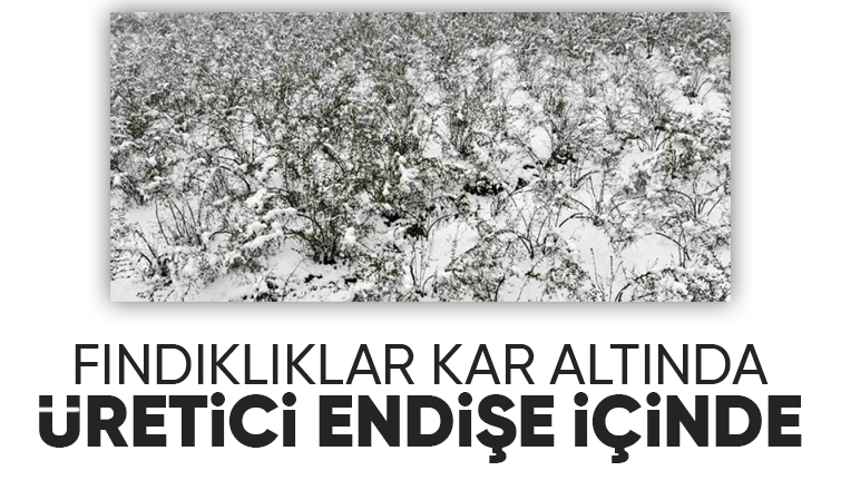 Fındıkta korkutan manzara bahçeler kar altında
