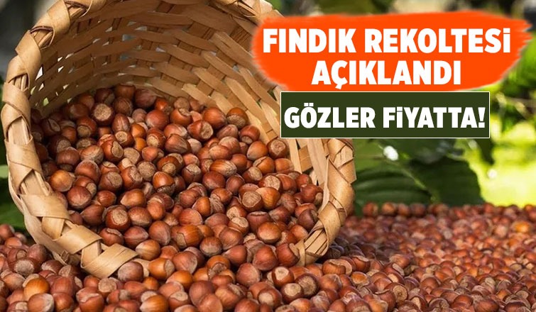 Fındıkta rekolte açıklandı