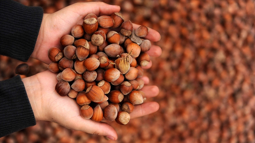 Fındıkta Sakarya ikinci oldu