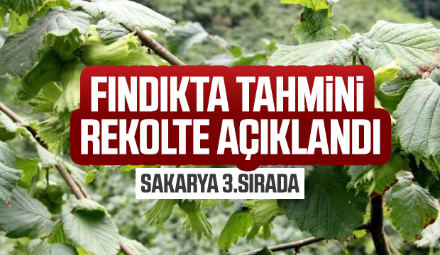 Fındıkta tahmini rekolte belirlendi
