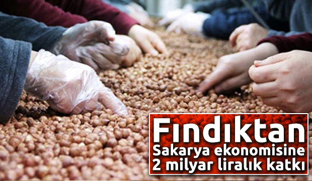 Fındıktan Sakarya ekonomisine 2 milyar liralık katkı