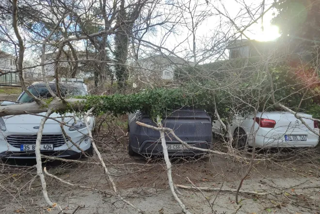 Fırtına yıkılan ağaç araçların üzerine düştü