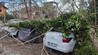 Fırtına yıkılan ağaç araçların üzerine düştü
