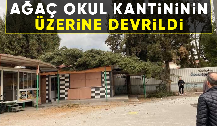 Fırtınanın yıktığı ağaç kantinin üzerine devrildi