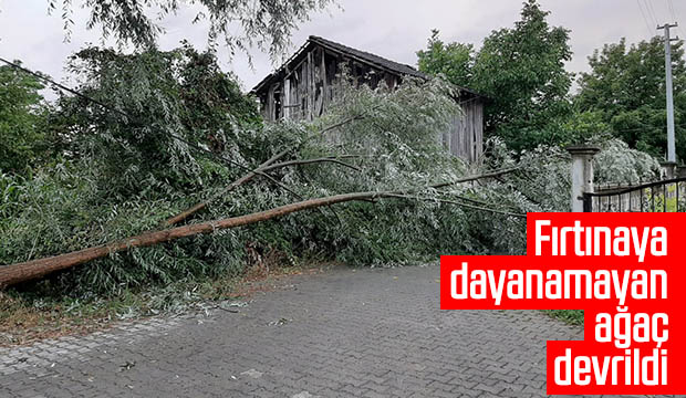 Fırtınaya Dayanamayan Ağaç Devrildi