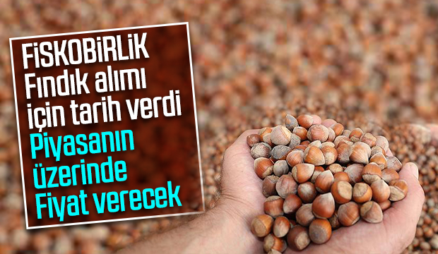 FİSKOBİRLİK piyasanın üzerinde fiyatla fındık alacak