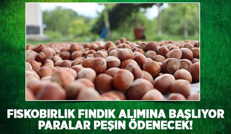 Fiskobirlik'ten fındık alım açıklaması